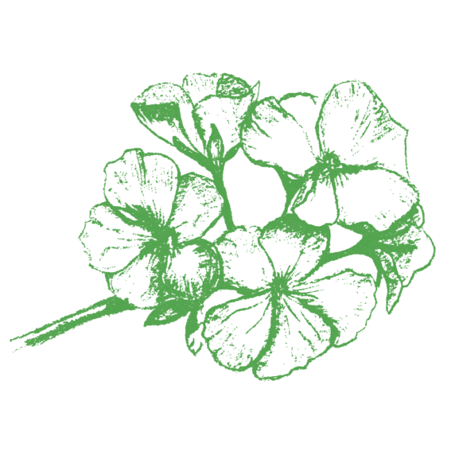 Geranium sketch