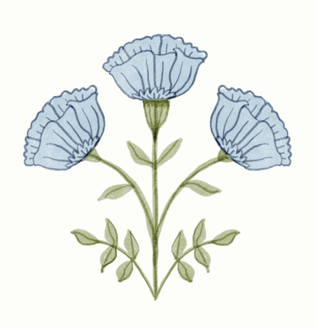 Mughal rose - concept illustration